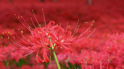 Lycoris