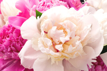 Bouquet of white and pink peonies closeup. Floral card design. Selective focus