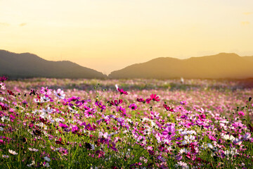 Cosmos flowers panorama blooming with sunset in the morning and bokeh  in the garden at resort.concept festival and Ornamental flowers .