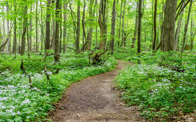 footpath in the forest