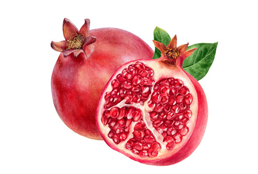 Pomegranate composition with leaves watercolor illustration isolated on white background.