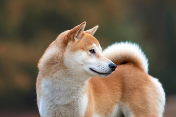 Shiba Inu
