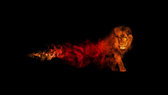 african lion walking in a black background and colorful smoke animation