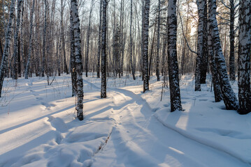 winter forest in the snow