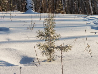 Little pine tree in the winter forest
