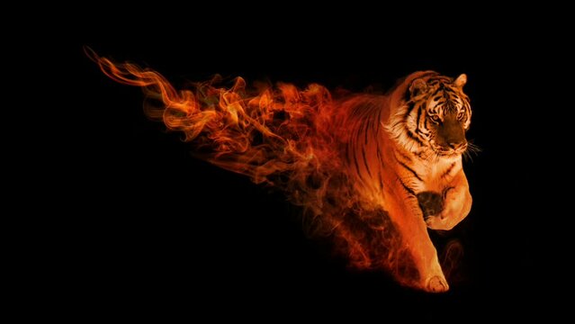 running bangal siberian tiger with amazing orange glow and moving smoke