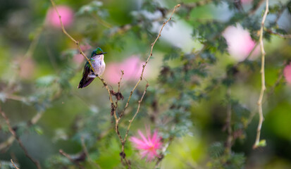 Colibri