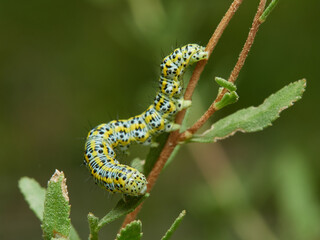 Hooded Owlets. Genus Cucullia