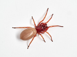 woodlouse spider, Dysdera crocata, photographed on white background