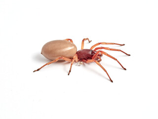 woodlouse spider, Dysdera crocata, photographed on white background
