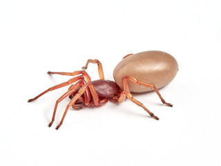 woodlouse spider, Dysdera crocata, photographed on white background