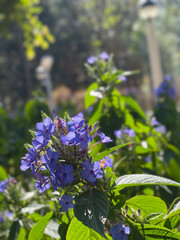 Beautiful blue flowers, leaves and plants in the outdoor garden