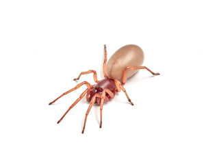 woodlouse spider, Dysdera crocata, photographed on white background