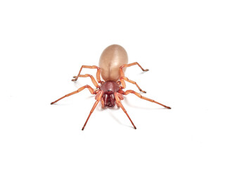 woodlouse spider, Dysdera crocata, photographed on white background