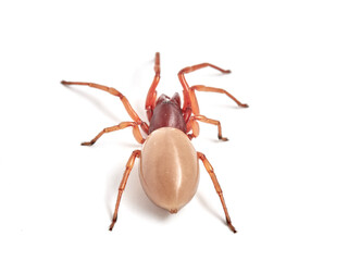 woodlouse spider, Dysdera crocata, photographed on white background