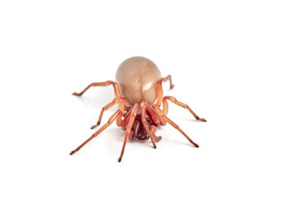 woodlouse spider, Dysdera crocata, photographed on white background