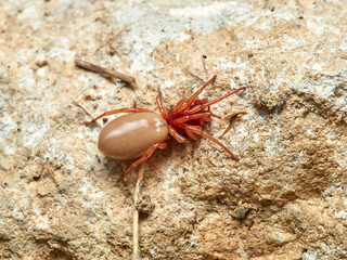 woodlouse spider, Dysdera crocata, photographed on white background
