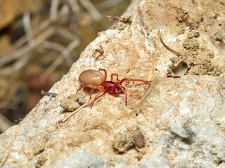 woodlouse spider, Dysdera crocata, photographed on white background