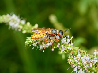 European Beewolf. Philanthus triangulum.