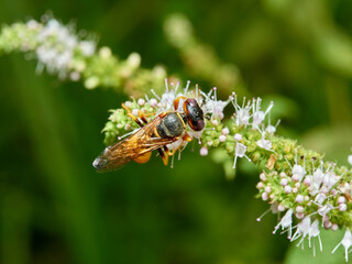 European Beewolf. Philanthus triangulum.