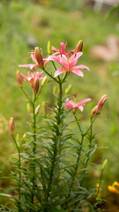 Bright summer flowers in early morning sunlight