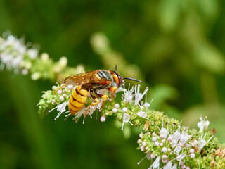 European Beewolf. Philanthus triangulum.
