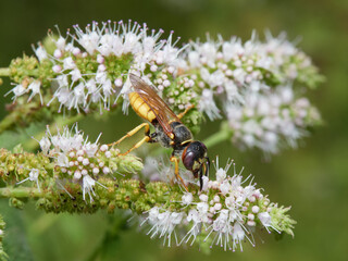 European Beewolf. Philanthus triangulum.