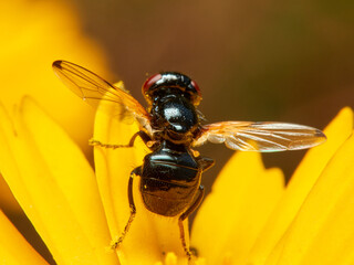 Black fly on a yellow flower. Ulidia apicalis