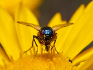 Black fly on a yellow flower. Ulidia apicalis