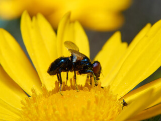 Black fly on a yellow flower. Ulidia apicalis