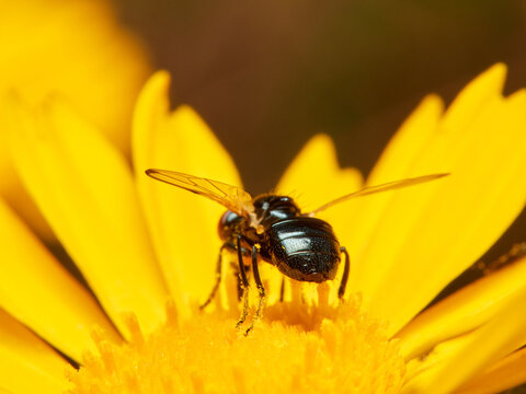 Black fly on a yellow flower. Ulidia apicalis
