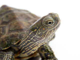 Mediterranean turtle (Mauremys leprosa)