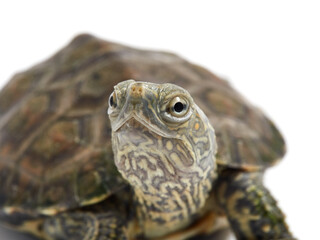 Mediterranean turtle (Mauremys leprosa)