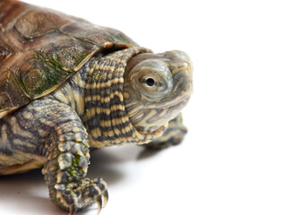 Mediterranean turtle (Mauremys leprosa)