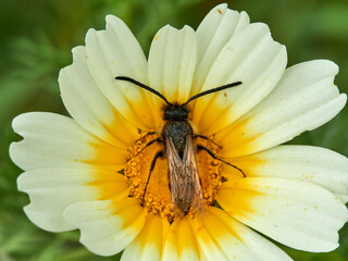 Wasp on a flower. Dasyscolia ciliata