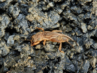 Mole Crickets.  Genus Gryllotalpa