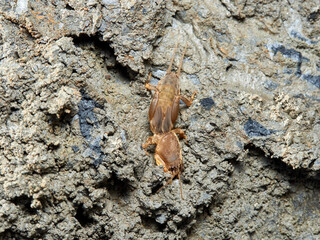 Mole Crickets.  Genus Gryllotalpa
