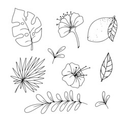 Different plants hand drawn in doodle style. Black and white fruits. Vector illustration isolated on white background.
