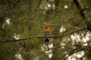 Beautiful portrait of Eurasian Hoopoe (Upupa epops) on a tree branch in a forest in real nature in Thailand