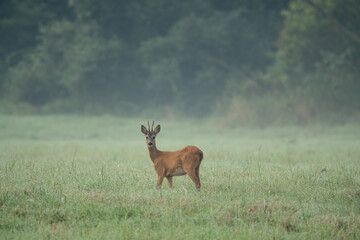 Majestic male Roe Deer (Capreolus capreolus) buck with large antlers approaching on green meadow in summer. Male mammal with orange fur walking through grass at sunrise with copy space