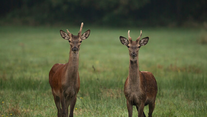 Two young Red deer (Cervus elaphus) standing in the summer landscape on the mid-forest meadow. Deer with a single antler