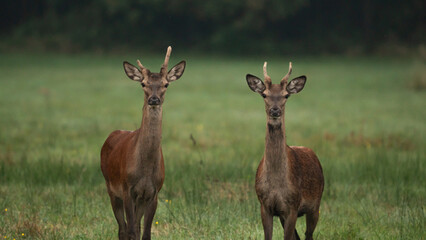 Fototapeta premium Two young Red deer (Cervus elaphus) standing in the summer landscape on the mid-forest meadow. Deer with a single antler