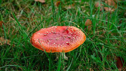 Fly Agaric (Amanita muscaria) in grass in forest. Poisonous mushroom with a red cap and white spots