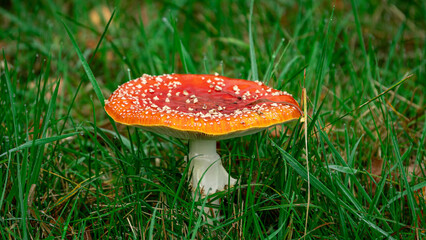Fly Agaric (Amanita muscaria) in grass in forest. Poisonous mushroom with a red cap and white spots