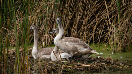 Young Mute Swans family (Cygnus olor) resting in the nest among the reeds. Wildlife scene with water birds. Mute swan stretching. Swan on summer day in calm water. Birds in the nature habitat
