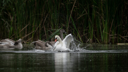 White female Swan (Cygnus olor) washes with much splashing in the lake among the reeds. Swan spreads its wings. Female Mute Swan with a brood of young swans