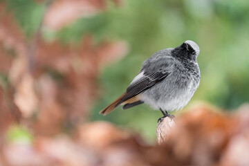 Plump, Black redstart male struggle with cold temperature (Phoenicurus ochruros)