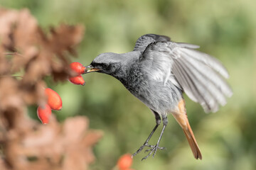 Black redstart at hunt, fine art portrait (Phoenicurus ochruros)
