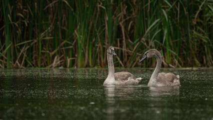 Young gray Mute Swans (Cygnus olor) look at each other among the reeds. Swans on summer day in calm water. Birds in the nature habitat
