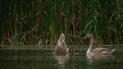 Young gray Mute Swans (Cygnus olor) diving for food among the reeds. Swans on summer day in calm water. Birds in the nature habitat